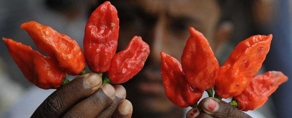 peperoncino-986x400